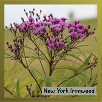 New York Ironweed
